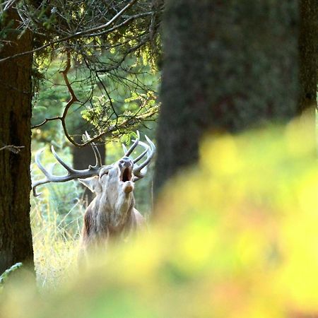 Les 12 Bois Du Cerf Tailles Exterior foto