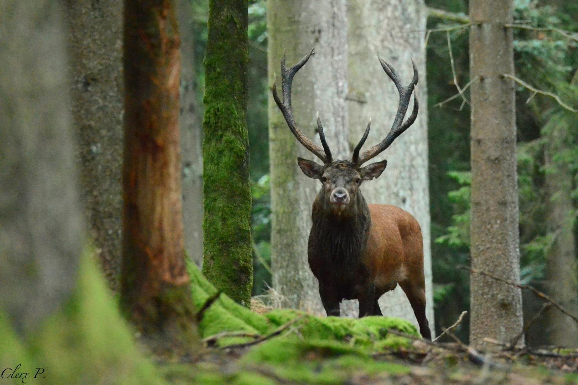 Les 12 Bois Du Cerf Tailles Exterior foto